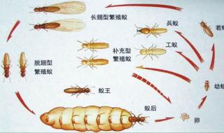 消灭白蚁简单有效方法